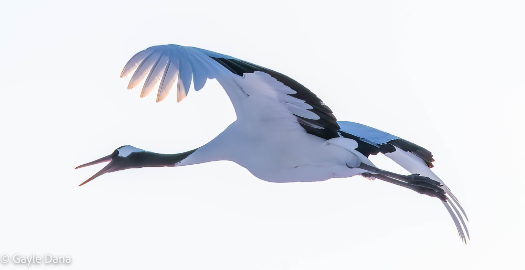 Crane in flight 2